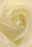Being drawn into the heart of this cream-white rose feels as intimate as wandering through the hidden gardens tucked off Old Malden's winding lanes. The petals spiral open with a tender grace, their texture fine as silk and almost weightless-a visual echo of morning dew settling gently on Malden's greenery. As sunlight diffuses across each velvety curve, gentle shadows deepen the folds and lend a peaceful drama that soothes the senses. The entire scene exudes a profound serenity, perfect for moments meant to reflect gratitude, comfort, or admiration within the community. To a perceptive florist, this rose stands as the purest symbol of reverence-appropriate for conveying sympathy or marking a heartfelt new beginning. Inhaling, one almost perceives a delicate sweetness, subtle yet undeniable, infusing the air with a promise of quiet joy. This close view does more than reveal the beauty of the bloom; it captures the thoughtful care and artistry that go into every local arrangement, making each rose a testament to the tender moments and connections celebrated throughout Old Malden.